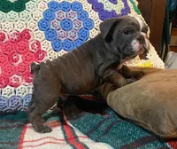 Buster, a male English Bulldog for sale in Minerva, OH – Photo 5 of 6