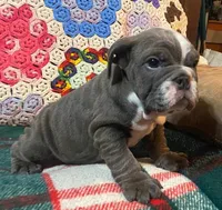 Buster, a male English Bulldog for sale in Minerva, OH – Photo 3 of 6