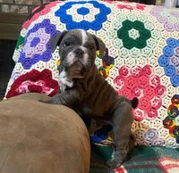 Buster, a male English Bulldog for sale in Minerva, OH – Photo 6 of 6