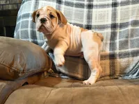Ham Bone, a male English Bulldog for sale in Minerva, OH – 2 of 7