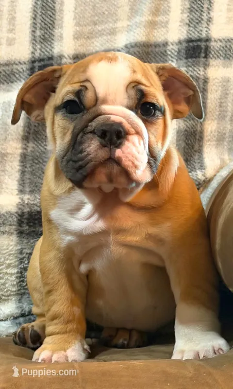 CUPCAKE CUTIE – English Bulldog puppy for sale in Minerva, OH
