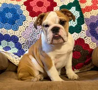 Sweet Sally see video!, a female English Bulldog for sale in Minerva, OH – 1 of 9