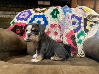 REBEL, a male English Bulldog for sale in Minerva, OH – 10 of 10