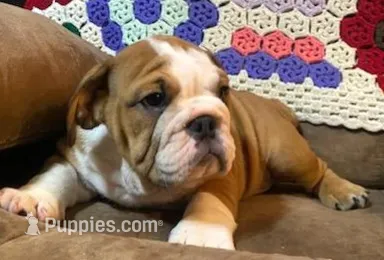 BRUISER – English Bulldog puppy for sale in Minerva, OH