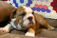 BRUISER, a male English Bulldog for sale in Minerva, OH – 1 of 8