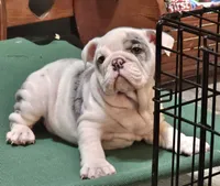 MARSHMALLOW , a female English Bulldog for sale in Minerva, OH – 7 of 10