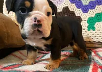 processed/c89a461f-9cf2-41b4-8a1a-70f40246d27d/listing/a7ac7215-e03f-4500-9538-b297e1b8cec3/00083dd0-61e4-4063-b4b9-71d639b296c4