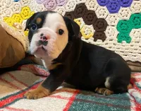 processed/c89a461f-9cf2-41b4-8a1a-70f40246d27d/listing/a7ac7215-e03f-4500-9538-b297e1b8cec3/3aed4cb0-d2fe-41c9-9952-39657a248add