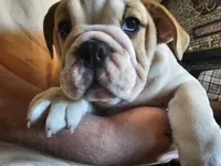 PORK CHOP, a male English Bulldog for sale in Minerva, OH – 10 of 10
