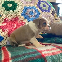Cream puff, a female English Bulldog and French Bulldog for sale in Minerva, OH – Photo 4 of 7