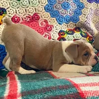 Cream puff, a female English Bulldog and French Bulldog for sale in Minerva, OH – Photo 2 of 7
