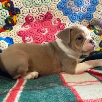 Cream puff, a female English Bulldog and French Bulldog for sale in Minerva, OH – Photo 5 of 7