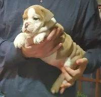 processed/c89a461f-9cf2-41b4-8a1a-70f40246d27d/listing/ab7dbeef-739d-4b4b-950a-9680c0eaf01e/4ae317ae-588a-49f2-94fa-3523fefc329d