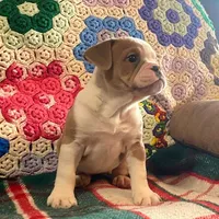 Cream puff, a female English Bulldog and French Bulldog for sale in Minerva, OH – Photo 1 of 7