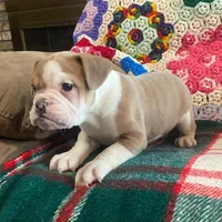 Cream puff, a female English Bulldog and French Bulldog for sale in Minerva, OH – Photo 6 of 7