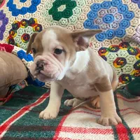 Cream puff, a female English Bulldog and French Bulldog for sale in Minerva, OH – Photo 7 of 7