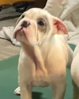 LILY, a female English Bulldog for sale in Minerva, OH – 5 of 7
