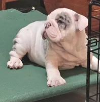 MARSHMALLOW , a female English Bulldog for sale in Minerva, OH – 6 of 10