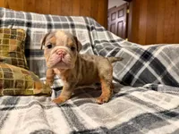Desi, a female English Bulldog for sale in Minerva, OH – 4 of 10