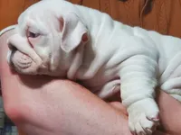 Hamburger, a male English Bulldog for sale in Minerva, OH – 5 of 7