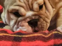 Clyde, a male English Bulldog for sale in Minerva, OH – 7 of 7