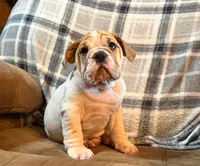 PORK CHOP, a male English Bulldog for sale in Minerva, OH – 2 of 10