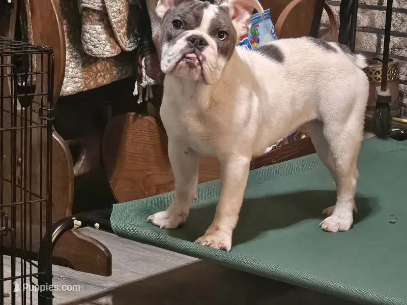 Blue eye Taylor female – English Bulldog puppy for sale in Minerva, OH