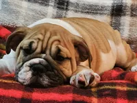 Carlos, a male English Bulldog for sale in Minerva, OH – 5 of 10