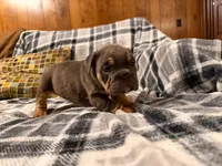 Jetta, a female English Bulldog for sale in Minerva, OH – 4 of 10