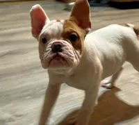 Pixie, a female English Bulldog and French Bulldog for sale in Minerva, OH – 7 of 7