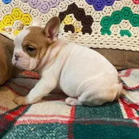 Pixie, a female English Bulldog and French Bulldog for sale in Minerva, OH – Photo 6 of 6