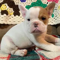 Pixie, a female English Bulldog and French Bulldog for sale in Minerva, OH – Photo 4 of 6