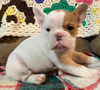Pixie, a female English Bulldog and French Bulldog for sale in Minerva, OH – Photo 3 of 6