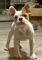 Pixie, a female English Bulldog and French Bulldog for sale in Minerva, OH – 2 of 7