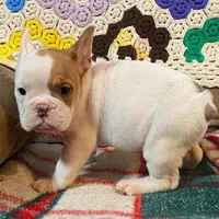Pixie, a female English Bulldog and French Bulldog for sale in Minerva, OH – Photo 3 of 6