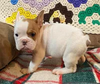 Pixie, a female English Bulldog and French Bulldog for sale in Minerva, OH – Photo 4 of 6