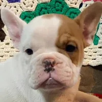 Pixie, a female English Bulldog and French Bulldog for sale in Minerva, OH – Photo 1 of 6