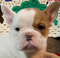 Pixie, a female English Bulldog and French Bulldog for sale in Minerva, OH – Photo 1 of 6