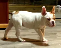 Pixie, a female English Bulldog and French Bulldog for sale in Minerva, OH – 3 of 7