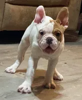 Pixie, a female English Bulldog and French Bulldog for sale in Minerva, OH – 5 of 7
