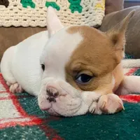 Pixie, a female English Bulldog and French Bulldog for sale in Minerva, OH – Photo 2 of 6