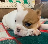 Pixie, a female English Bulldog and French Bulldog for sale in Minerva, OH – Photo 2 of 6