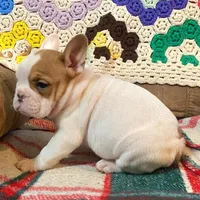 Pixie, a female English Bulldog and French Bulldog for sale in Minerva, OH – Photo 5 of 6