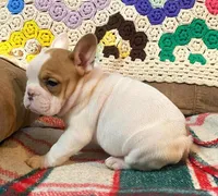 Pixie, a female English Bulldog and French Bulldog for sale in Minerva, OH – Photo 5 of 6