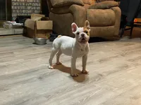 Pixie, a female English Bulldog and French Bulldog for sale in Minerva, OH – 6 of 7