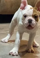 Pixie, a female English Bulldog and French Bulldog for sale in Minerva, OH – 4 of 7