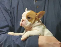 processed/c89a461f-9cf2-41b4-8a1a-70f40246d27d/listing/b08619d8-5752-4a25-a169-d75b6f0a13ba/fdec1751-6337-42dc-bcc2-192fb5d286c8