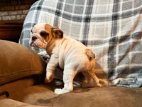 Caroline WOW, a female English Bulldog for sale in Minerva, OH – 4 of 10