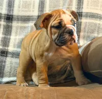 CUPCAKE CUTIE, a female English Bulldog for sale in Minerva, OH – 4 of 7