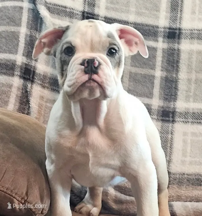 LILY – English Bulldog puppy for sale in Minerva, OH